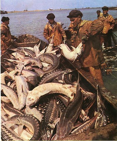 Рыбы Азовского моря