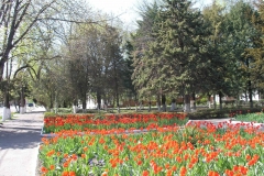 Тюльпаны в центральном парке