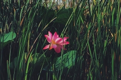 1цветок лотоса